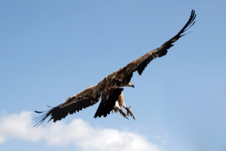 Aquila - Eagle